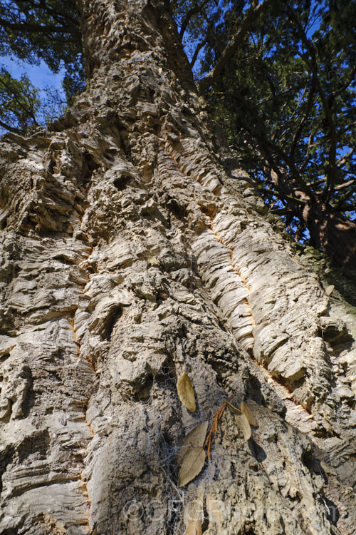 The trunk of the Cork. Oak (<i>Quercus suber</i>), a round-headed, 20-25m tall evergreen oak native to southern Europe and North Africa. Its bark is the source of natural cork. Order: Fagales, Family: Fagaceae
