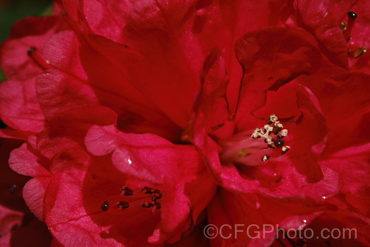 Rhododendron arboreum, an early-flowering, tree-like species widespread in the Himalayas and Southeast Asia. It has been very influential in the development of red-flowered hybrids. The flowers are usually deep red, but there are several natural varieties that vary in flower colour and growth habit. The degree of glossiness and darkness of the foliage also varies