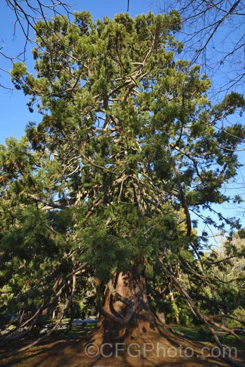 Giant Sequoia, Big. Tree or Sierra Redwood (<i>Sequoiadendron giganteum</i>), the world's largest tree by volume, this Californian conifer is capable of reaching nearly 100m tall sequoiadendron-2495htm'>Sequoiadendron. Order: Pinales, Family: Cupressaceae