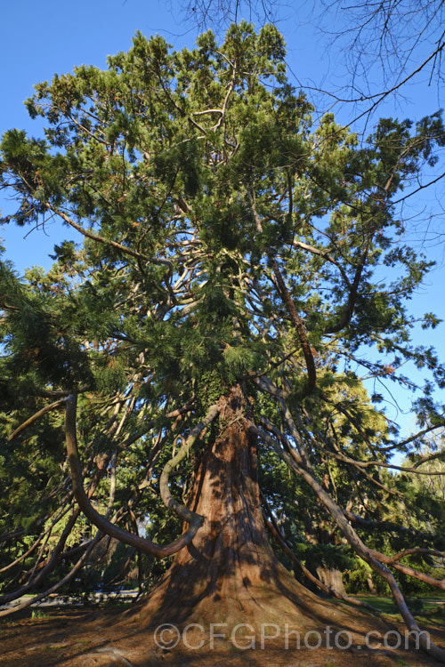 Giant Sequoia, Big. Tree or Sierra Redwood (<i>Sequoiadendron giganteum</i>), the world's largest tree by volume, this Californian conifer is capable of reaching nearly 100m tall sequoiadendron-2495htm'>Sequoiadendron. Order: Pinales, Family: Cupressaceae