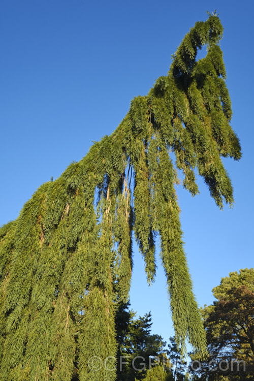 Sequoiadendron giganteum 'Pendulum', a narrow, weeping cultivar of the Giant Sequoia, Big. Tree or Sierra Redwood (<i>Sequoiadendron giganteum</i>), the world's largest tree by volume 'Pendula' probably grows nowhere near as large, though it has not been in cultivation long enough to establish its final size. sequoiadendron-2495htm'>Sequoiadendron. Order: Pinales, Family: Cupressaceae