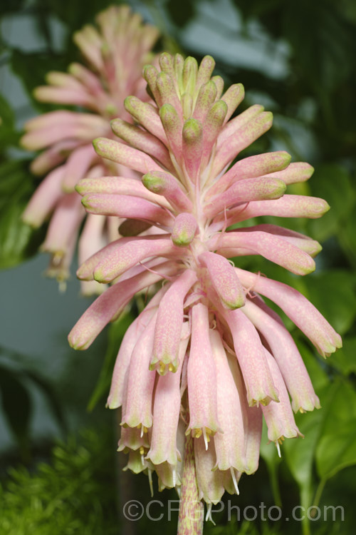 Cape. Hyacinth (<i>Veltheimia capensis [syn. Veltheimia glauca]), a winter- to spring- flowering bulb native to the southwest Cape region of South Africa. The flower stems are up to 45cm high. veltheimia-3383htm'>Veltheimia.