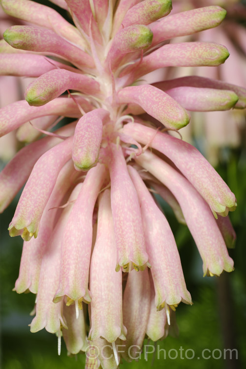 Cape. Hyacinth (<i>Veltheimia capensis [syn. Veltheimia glauca]), a winter- to spring- flowering bulb native to the southwest Cape region of South Africa. The flower stems are up to 45cm high. veltheimia-3383htm'>Veltheimia.