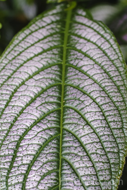 <a href='acanthaceae-plant-family-photoshtml'>Acanthaceae</a>