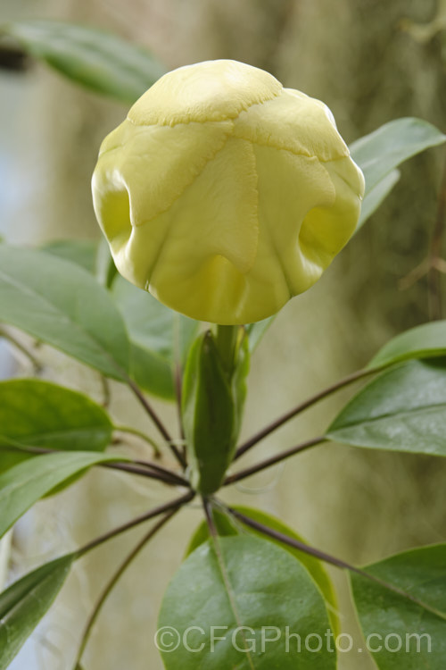 The huge, soon to open bud of the Cup of Gold or Chalice. Vine (<i>Solandra maxima [syn. Solandra nitida]), a strong-growing evergreen climber to 9m high and wide, found naturally from Mexico to Venezuela and Colombia
