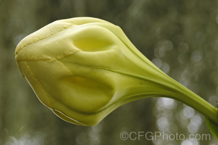 The huge, soon to open bud of the Cup of Gold or Chalice. Vine (<i>Solandra maxima [syn. Solandra nitida]), a strong-growing evergreen climber to 9m high and wide, found naturally from Mexico to Venezuela and Colombia