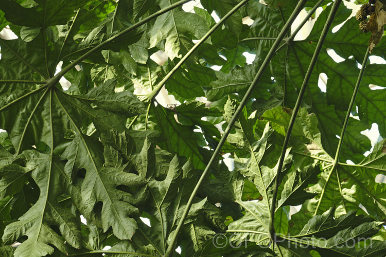 Underside of the foliage of Snowflake. Tree (<i>Trevesia palmata 'Micholitzii'), a cultivar of a large shrub or small tree native to tropical Asia, found from India to Thailand and southern China. It differs from the species in have more finely divided foliage that when young has a covering of silvery buff hairs rather than red-brown. Also, the petioles are always smooth, while those of the species sometimes carry fine prickles. trevesia-3365htm'>Trevesia. Order: Apiales, Family: Araliaceae