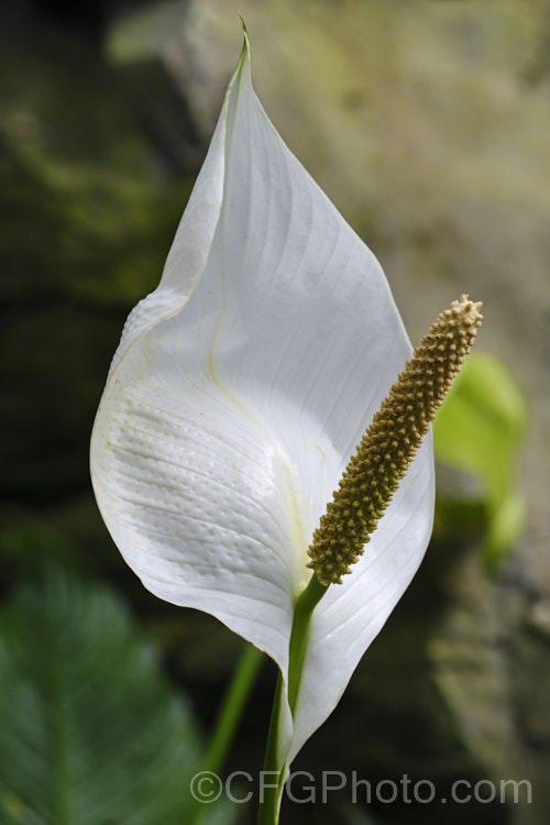 Peace. Lily (<i>Spathiphyllum wallisii</i>), an evergreen rhizomatous perennial native to Panama and Costa. Rica. The flowers are scented, and the spadix turns green with age. It is widely grown as a house plant. spathiphyllum-2500htm'>Spathiphyllum.