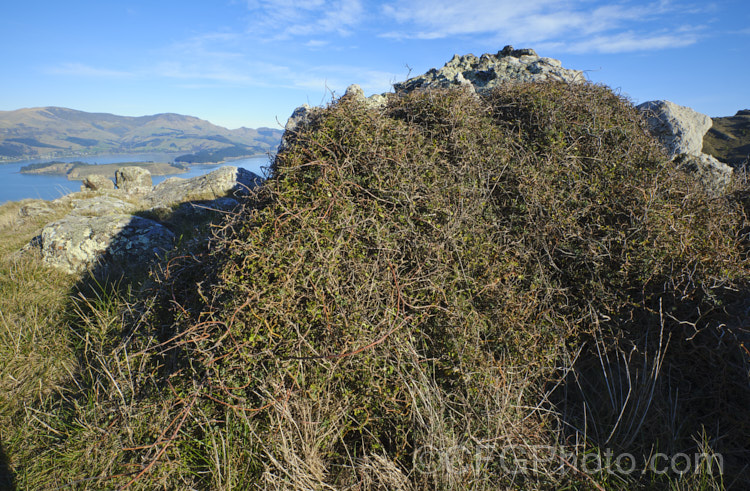 Prostrate Kowhai (<i>Sophora prostrata</i>), a low-growing, ground-hugging shrub with a divaricating growth habit. Native to rocky areas of the eastern South Island of New Zealand, it bears small golden flowers in spring and is usually found growing as a wind-sheared hummock growing behind a protective rock. In less exposed locations it has a more upright habit and can grow to 15m tall sophora-2142htm'>Sophora.