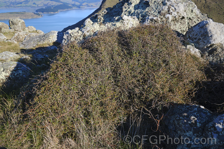 Prostrate Kowhai (<i>Sophora prostrata</i>), a low-growing, ground-hugging shrub with a divaricating growth habit. Native to rocky areas of the eastern South Island of New Zealand, it bears small golden flowers in spring and is usually found growing as a wind-sheared hummock growing behind a protective rock. In less exposed locations it has a more upright habit and can grow to 15m tall sophora-2142htm'>Sophora.