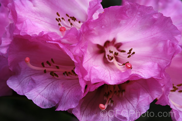 Rhododendron montroseanum, a late winter- to early spring-flowering tree-sized, grande series species from western China and northern Burma. Its flowers are usually deep pink, but the near white form flushed with deep pink is not uncommon. The flower trusses are quite large but may appear small simply because of the size of the heavily-veined leaves, which are often over 30cm long