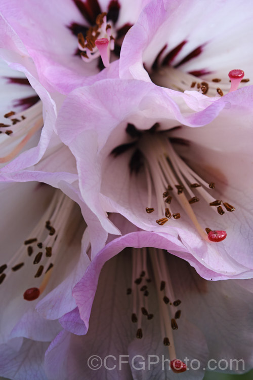 Rhododendron montroseanum, a late winter- to early spring-flowering tree-sized, grande series species from western China and northern Burma. Its flowers are usually deep pink, but the near white form flushed with deep pink is not uncommon. The flower trusses are quite large but may appear small simply because of the size of the heavily-veined leaves, which are often over 30cm long
