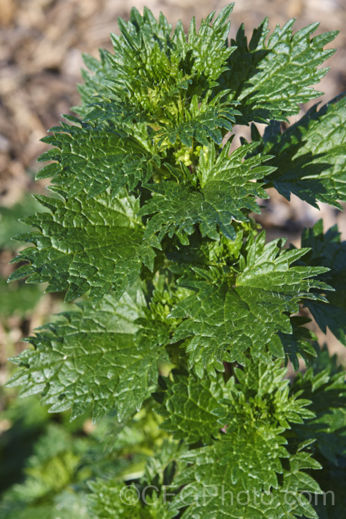 Small. Nettle or Stinging. Nettle (<i>Urtica urens</i>), a widely naturalised. Northern Hemisphere annual that is usually seen as a weed of cultivated ground. Its stinging hairs have a strongly irritant effect. The plant is sometimes used as a vegetable, as cooking destroys the sting. umbilicus-2793htm'>Urtica. <a href='urticaceae-plant-family-photoshtml'>Urticaceae</a>.