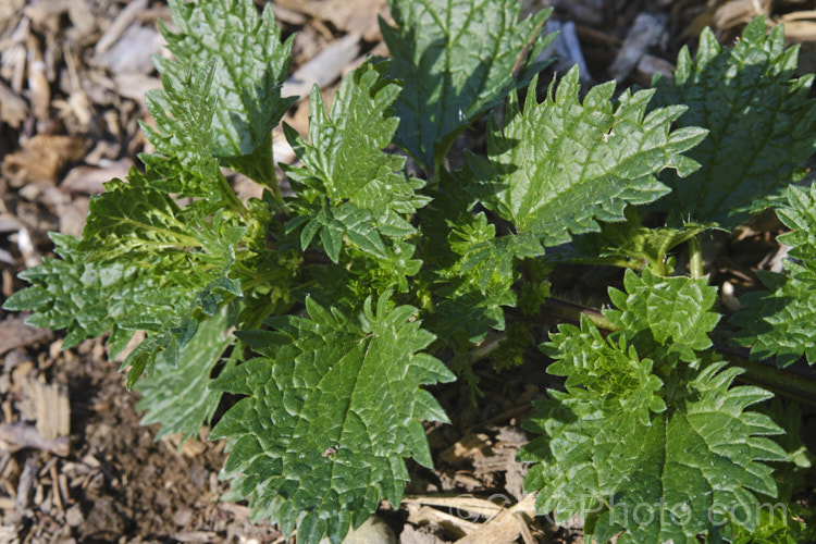 Small. Nettle or Stinging. Nettle (<i>Urtica urens</i>), a widely naturalised. Northern Hemisphere annual that is usually seen as a weed of cultivated ground. Its stinging hairs have a strongly irritant effect. The plant is sometimes used as a vegetable, as cooking destroys the sting. umbilicus-2793htm'>Urtica. <a href='urticaceae-plant-family-photoshtml'>Urticaceae</a>.