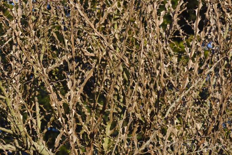 Rosa sericea subspecies omiensis forma pteracantha, a western Chinese species grown as much for its very large thorns as its small white flowers. When new, the thorns (prickles is the correct term</i>) are bright red, but by late winter they are dry and brown, though no less fierce. Order: Rosales, Family: Rosaceae