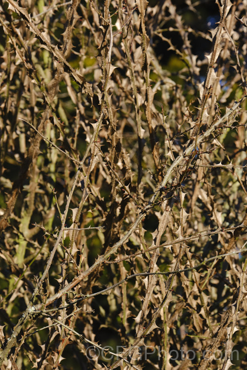 Rosa sericea subspecies omiensis forma pteracantha, a western Chinese species grown as much for its very large thorns as its small white flowers. When new, the thorns (prickles is the correct term</i>) are bright red, but by late winter they are dry and brown, though no less fierce. Order: Rosales, Family: Rosaceae