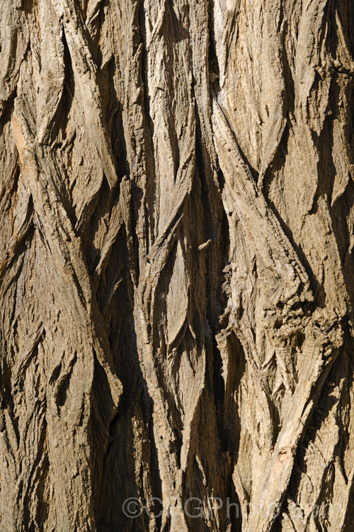 The deeply furrowed bark of Black Locust, Yellow Locust or False Acacia (<i>Robinia pseudoacacia</i>), which often has the distinctive basket-weave pattern seen here. The flowers of this 12-2.5m tall deciduous tree from the eastern and central United States are mildly fragrant. robinia-2218htm'>Robinia.