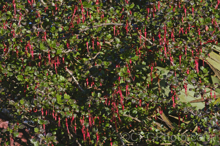 Fuchsia. Flowering Gooseberry or Evergreen Currant (<i>Ribes speciosum</i>), a late winter- to early spring-flowering, 3m high and wide, evergreen shrub native to the coastal ranges of California and Baja. California. It has glossy foliage, fiercely spiny stems, bristly flowers, and the orange-red fruits are also bristly