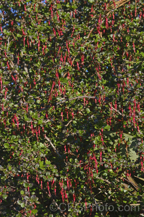 Fuchsia. Flowering Gooseberry or Evergreen Currant (<i>Ribes speciosum</i>), a late winter- to early spring-flowering, 3m high and wide, evergreen shrub native to the coastal ranges of California and Baja. California. It has glossy foliage, fiercely spiny stems, bristly flowers, and the orange-red fruits are also bristly