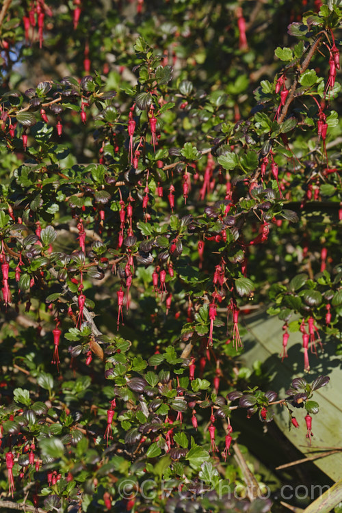 Fuchsia. Flowering Gooseberry or Evergreen Currant (<i>Ribes speciosum</i>), a late winter- to early spring-flowering, 3m high and wide, evergreen shrub native to the coastal ranges of California and Baja. California. It has glossy foliage, fiercely spiny stems, bristly flowers, and the orange-red fruits are also bristly