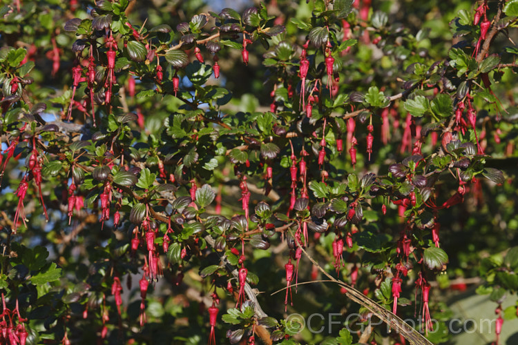 Fuchsia. Flowering Gooseberry or Evergreen Currant (<i>Ribes speciosum</i>), a late winter- to early spring-flowering, 3m high and wide, evergreen shrub native to the coastal ranges of California and Baja. California. It has glossy foliage, fiercely spiny stems, bristly flowers, and the orange-red fruits are also bristly