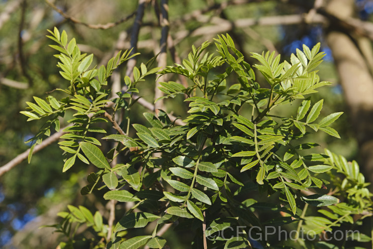 Brazilian. Pepper. Tree or Aroeira (<i>Schinus terebinthifolius [syn. Schinus terebinthifolia</i>), an evergreen shrub or small tree up to 7m tall Found from Venezuela to Argentina, it has small greenish white flowers followed by dry red or pink fruits. schinus-2490htm'>Schinus. <a href='anacardiaceae-plant-family-photoshtml'>Anacardiaceae</a>.