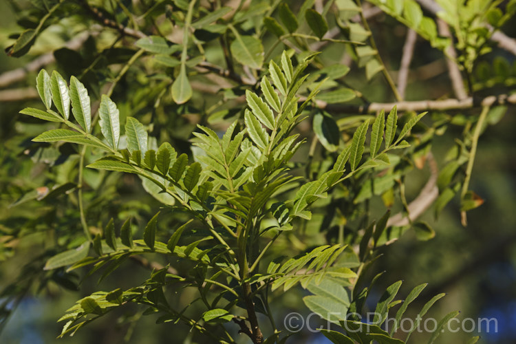 Brazilian. Pepper. Tree or Aroeira (<i>Schinus terebinthifolius [syn. Schinus terebinthifolia</i>), an evergreen shrub or small tree up to 7m tall Found from Venezuela to Argentina, it has small greenish white flowers followed by dry red or pink fruits. schinus-2490htm'>Schinus. <a href='anacardiaceae-plant-family-photoshtml'>Anacardiaceae</a>.