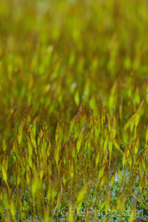 Wall Screw Moss (<i>Tortula muralis</i>), a widespread species of moss that is often found ground on rocks, paths, walls and bare earth. Bright green when moist, it runs a light grey-brown when dry. The moss can carpet quite large areas and the fruiting bodies are up to 15mm high. tortula-3684htm'>Tortula. <a href='pottiaceae-plant-family-photoshtml'>Pottiaceae</a>.