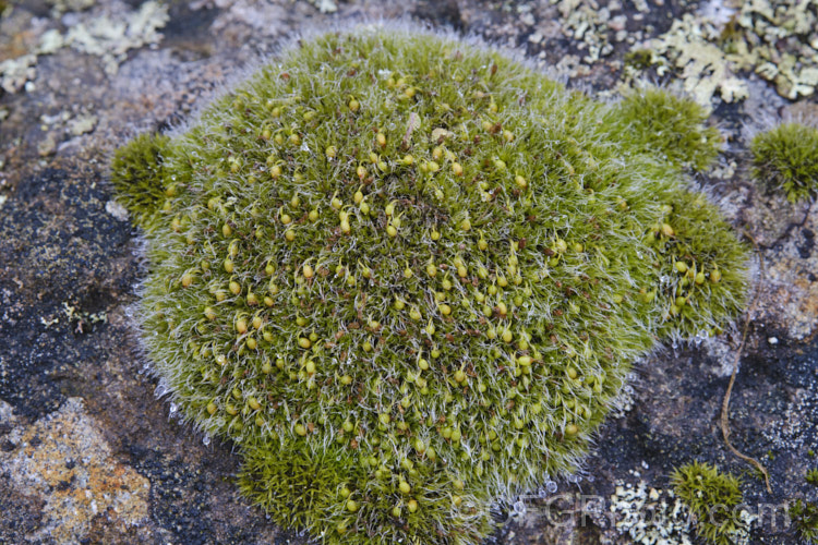 A small. Pterygoneurum moss growing on an old stone wall in Timaru, New Zealand. The distinctive short-stemmed fruiting bodies suggest it is either Pterygoneurum ovatum or Pterygoneurum kozlovii. pterygoneurum-3685htm'>Pterygoneurum. <a href='pottiaceae-plant-family-photoshtml'>Pottiaceae</a>.