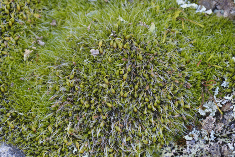 A small. Pterygoneurum moss growing on an old stone wall in Timaru, New Zealand. The distinctive short-stemmed fruiting bodies suggest it is either Pterygoneurum ovatum or Pterygoneurum kozlovii. pterygoneurum-3685htm'>Pterygoneurum. <a href='pottiaceae-plant-family-photoshtml'>Pottiaceae</a>.