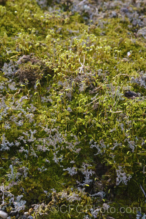 Capillary Thread Moss (<i>Rosulabryum capillare [syn. Bryum capillare]), a common moss found on rocks and walls. It has a widespread distribution. Its small rosettes of leaves and nodding sporangia are distinguishing features. Order: Bryales, Family: Bryaceae