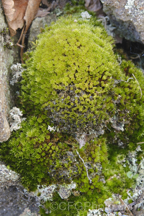 Capillary Thread Moss (<i>Rosulabryum capillare [syn. Bryum capillare]), a common moss found on rocks and walls. It has a widespread distribution. Its small rosettes of leaves and nodding sporangia are distinguishing features. Order: Bryales, Family: Bryaceae