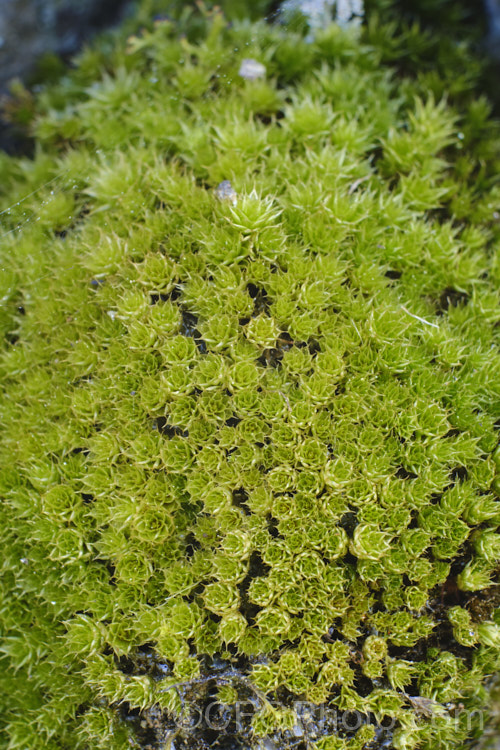 Capillary Thread Moss (<i>Rosulabryum capillare [syn. Bryum capillare]), a common moss found on rocks and walls. It has a widespread distribution. Its small rosettes of leaves and nodding sporangia are distinguishing features. Order: Bryales, Family: Bryaceae