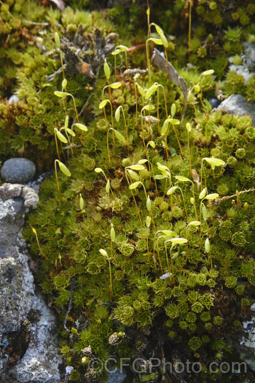 Capillary Thread Moss (<i>Rosulabryum capillare [syn. Bryum capillare]), a common moss found on rocks and walls. It has a widespread distribution. Its small rosettes of leaves and nodding sporangia are distinguishing features. Order: Bryales, Family: Bryaceae
