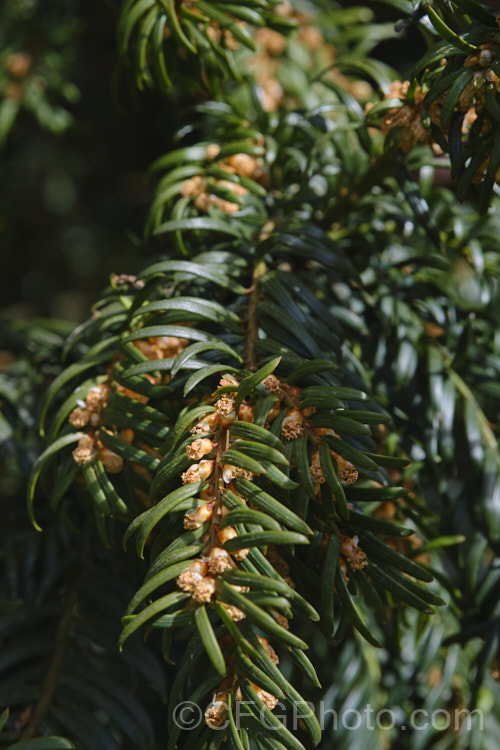 Freshly open microstrobili on a Yew (<i>Taxus baccata</i>), this very tough and widely cultivated Eurasian conifer occurs in many cultivated forms but in the wild is usually seen as a multibranched dome-shaped tree around 15-20m tall Order: Pinales, Family: Taxaceae
