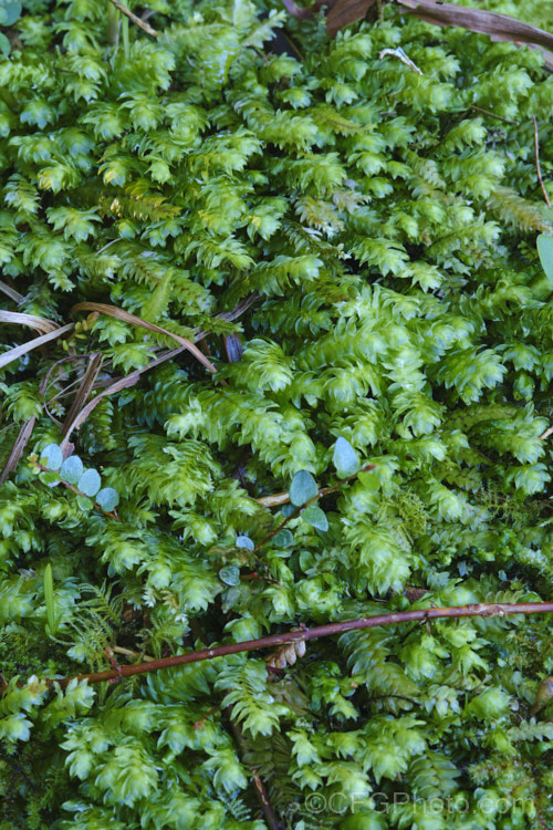 Schistochila appendiculata, a leafy liverwort found in the damp woodlands and temperate rainforest of New Zealand It resembles a moss but in instead a large, leafy liverwort that form a clump up to 1m wide. schistochila-3691htm'>Schistochila. <a href='schistochilaceae-plant-family-photoshtml'>Schistochilaceae</a>.