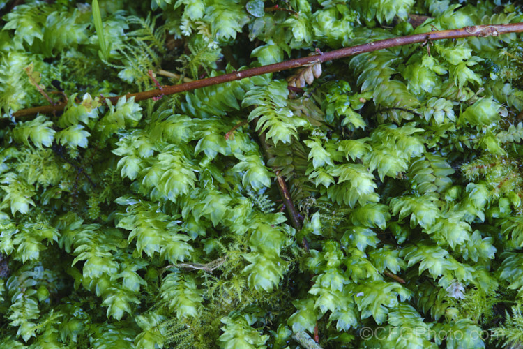 Schistochila appendiculata, a leafy liverwort found in the damp woodlands and temperate rainforest of New Zealand It resembles a moss but in instead a large, leafy liverwort that form a clump up to 1m wide. schistochila-3691htm'>Schistochila. <a href='schistochilaceae-plant-family-photoshtml'>Schistochilaceae</a>.