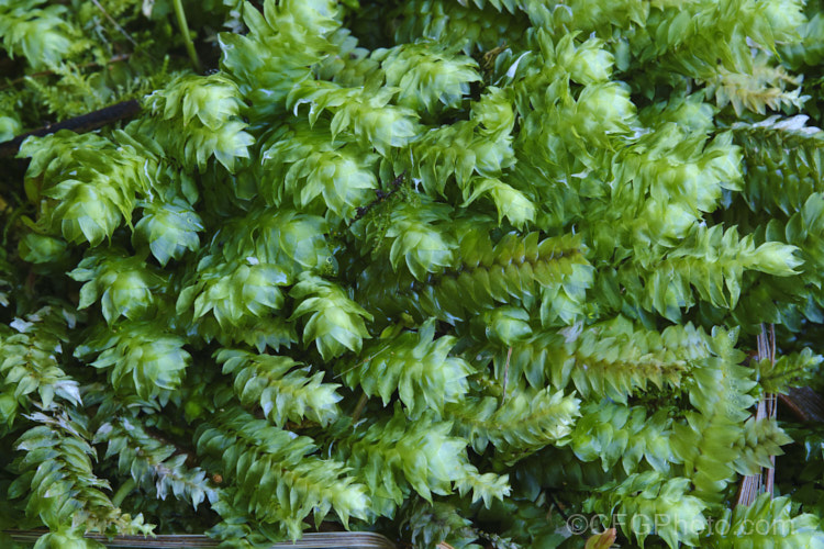 Schistochila appendiculata, a leafy liverwort found in the damp woodlands and temperate rainforest of New Zealand It resembles a moss but in instead a large, leafy liverwort that form a clump up to 1m wide. schistochila-3691htm'>Schistochila. <a href='schistochilaceae-plant-family-photoshtml'>Schistochilaceae</a>.