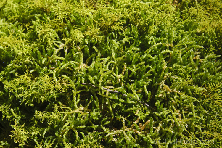 Lepidolaena clavigera, a tiny leafy liverwort native to New Zealand, where it occurs throughout the damper regions of the country, especially in temperate rainforest