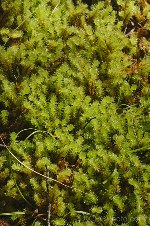 Pipe. Cleaner Moss (<i>Ptychomnion aciculare</i>), a moss with erect of spreading stems. It occurs over much of the southern Pacific region, especially in temperate rainforest. ptychomnion-3693htm'>Ptychomnion. <a href='ptychomniaceae-plant-family-photoshtml'>Ptychomniaceae</a>.