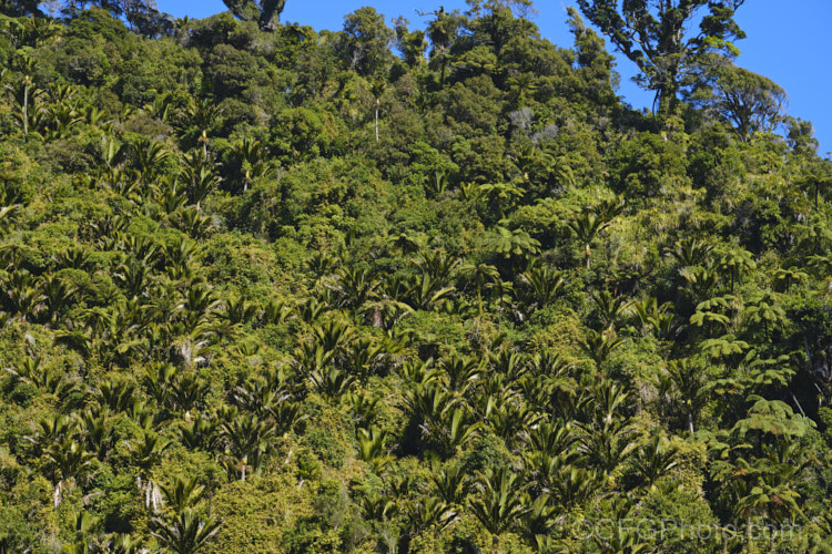 Nikau Palm or Shaving Brush Palm (<i>Rhopalostylis sapida</i>), a New Zealand feather palm also found at 44S in the Chatham Islands, making it the southernmost palm. rhopalostylis-2553htm'>Rhopalostylis.