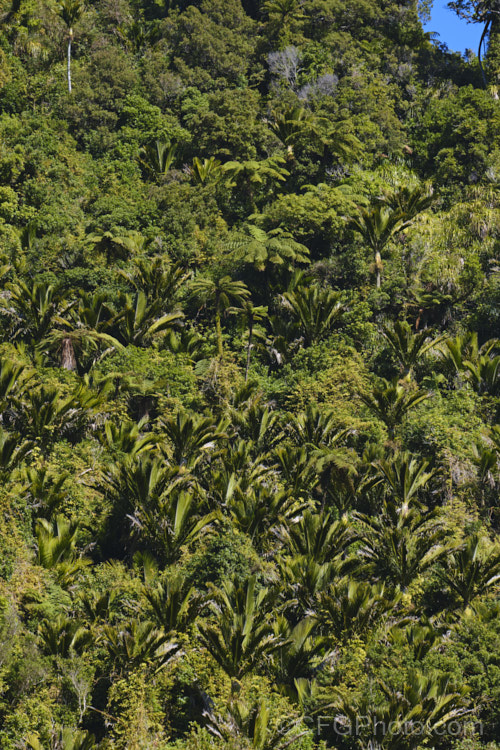 Nikau Palm or Shaving Brush Palm (<i>Rhopalostylis sapida</i>), a New Zealand feather palm also found at 44S in the Chatham Islands, making it the southernmost palm. rhopalostylis-2553htm'>Rhopalostylis.