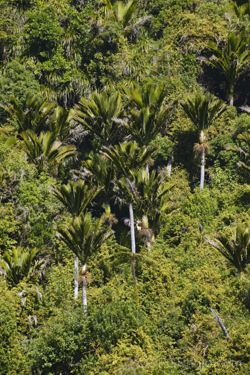 Nikau Palm or Shaving Brush Palm (<i>Rhopalostylis sapida</i>), a New Zealand feather palm also found at 44S in the Chatham Islands, making it the southernmost palm. rhopalostylis-2553htm'>Rhopalostylis.