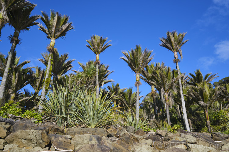 Nikau Palm or Shaving Brush Palm (<i>Rhopalostylis sapida</i>), a New Zealand feather palm also found at 44S in the Chatham Islands, making it the southernmost palm. rhopalostylis-2553htm'>Rhopalostylis.