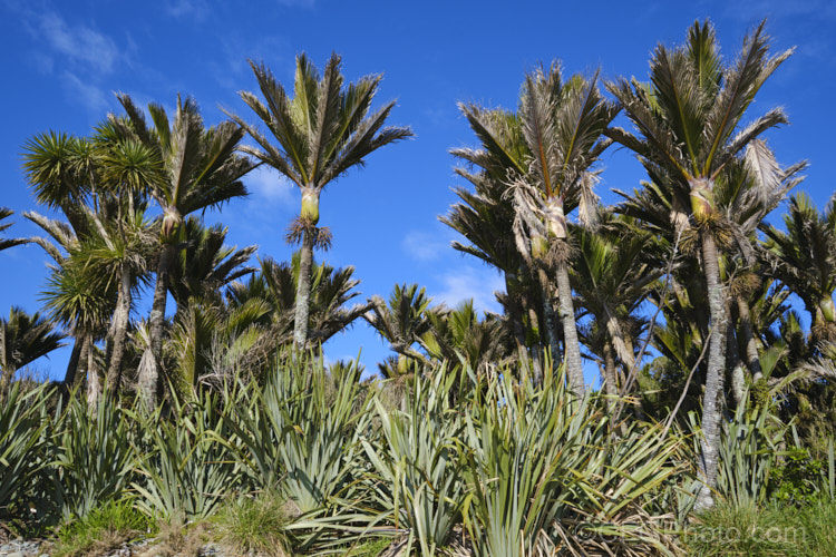 Nikau Palm or Shaving Brush Palm (<i>Rhopalostylis sapida</i>), a New Zealand feather palm also found at 44S in the Chatham Islands, making it the southernmost palm. rhopalostylis-2553htm'>Rhopalostylis.