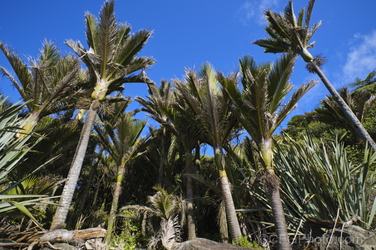 Nikau Palm or Shaving Brush Palm (<i>Rhopalostylis sapida</i>), a New Zealand feather palm also found at 44S in the Chatham Islands, making it the southernmost palm. rhopalostylis-2553htm'>Rhopalostylis.