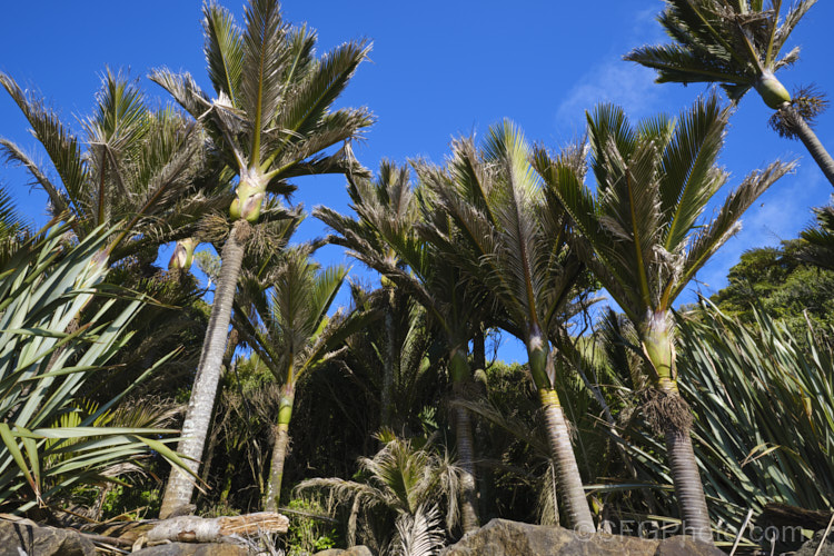 Nikau Palm or Shaving Brush Palm (<i>Rhopalostylis sapida</i>), a New Zealand feather palm also found at 44S in the Chatham Islands, making it the southernmost palm. rhopalostylis-2553htm'>Rhopalostylis.