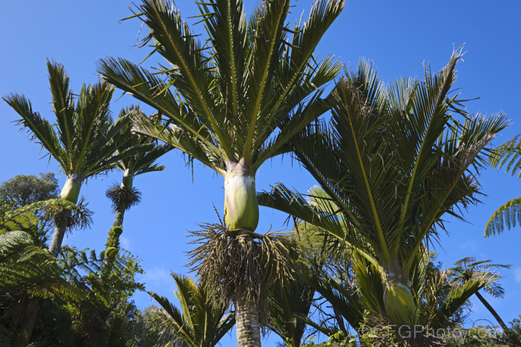 Nikau Palm or Shaving Brush Palm (<i>Rhopalostylis sapida</i>), a New Zealand feather palm also found at 44S in the Chatham Islands, making it the southernmost palm. rhopalostylis-2553htm'>Rhopalostylis.