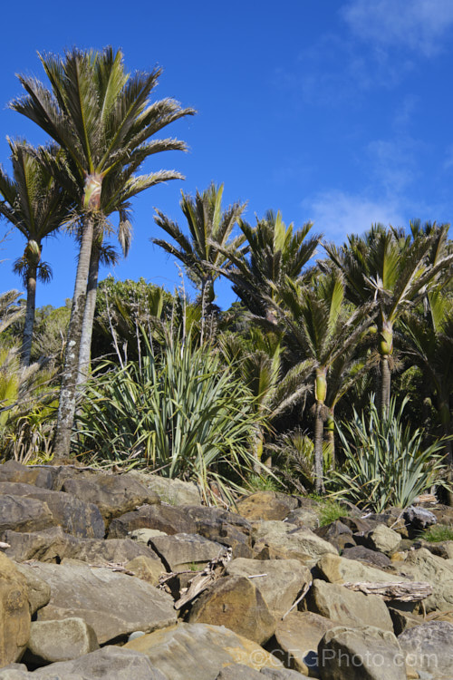 Nikau Palm or Shaving Brush Palm (<i>Rhopalostylis sapida</i>), a New Zealand feather palm also found at 44S in the Chatham Islands, making it the southernmost palm. rhopalostylis-2553htm'>Rhopalostylis.