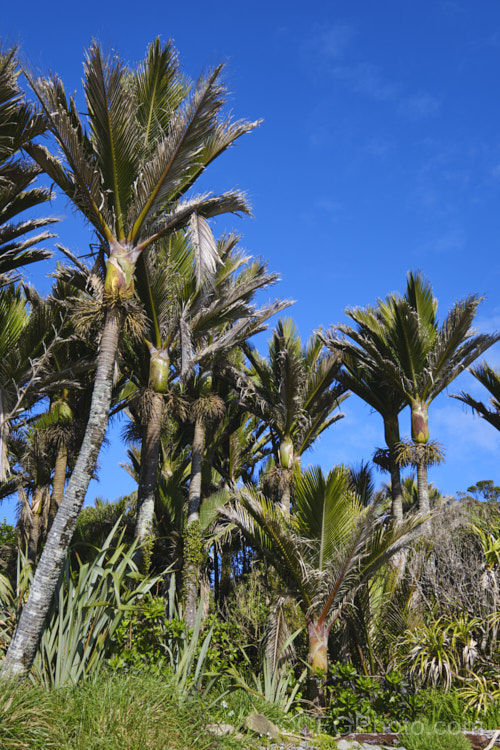 Nikau Palm or Shaving Brush Palm (<i>Rhopalostylis sapida</i>), a New Zealand feather palm also found at 44S in the Chatham Islands, making it the southernmost palm. rhopalostylis-2553htm'>Rhopalostylis.